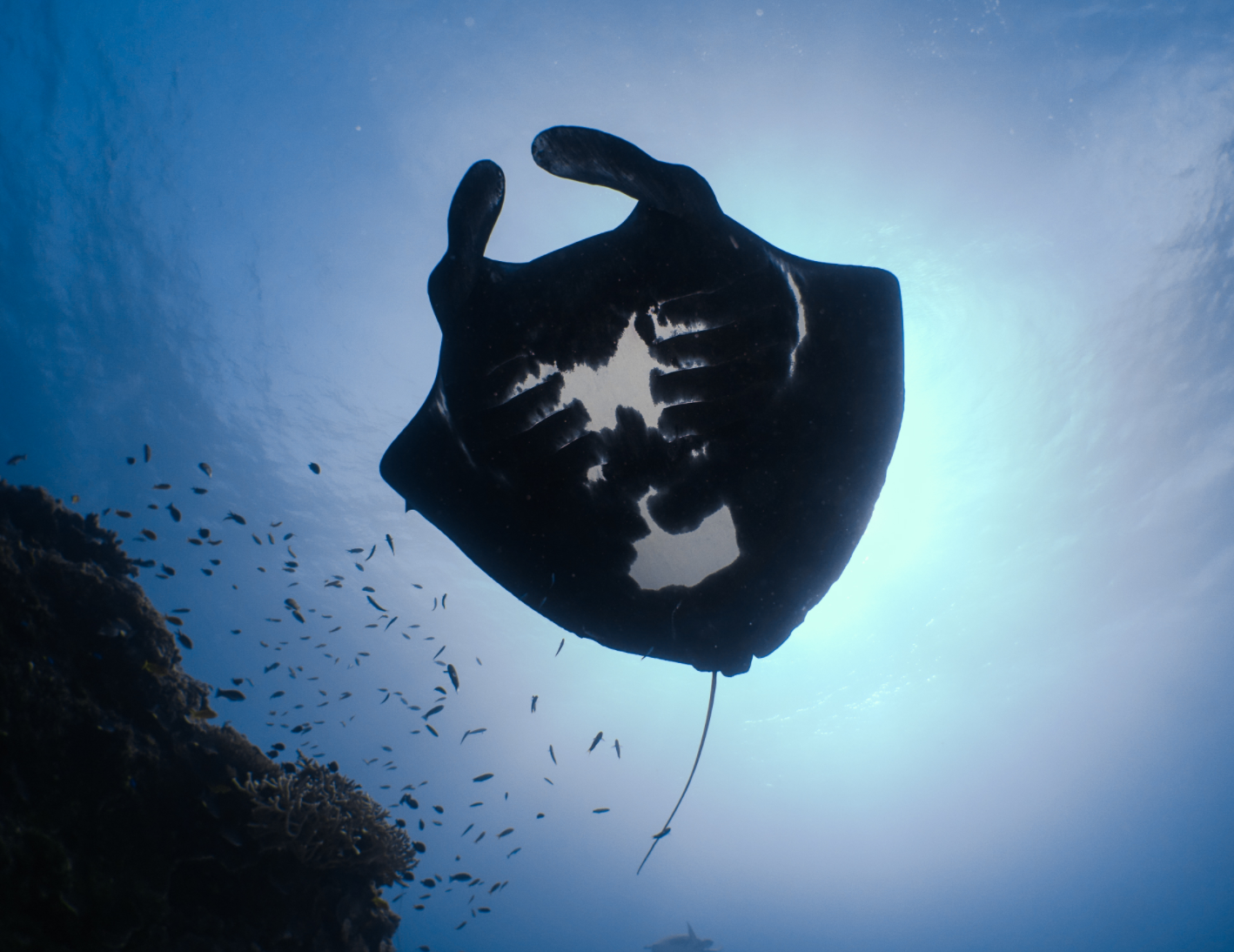 Scientists explore the occurrence of black manta rays in the Scientists explore the occurrence of black manta rays in the